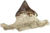 Fossil Primitive Whale (Pappocetus) Jaw Section - Morocco #238053-1